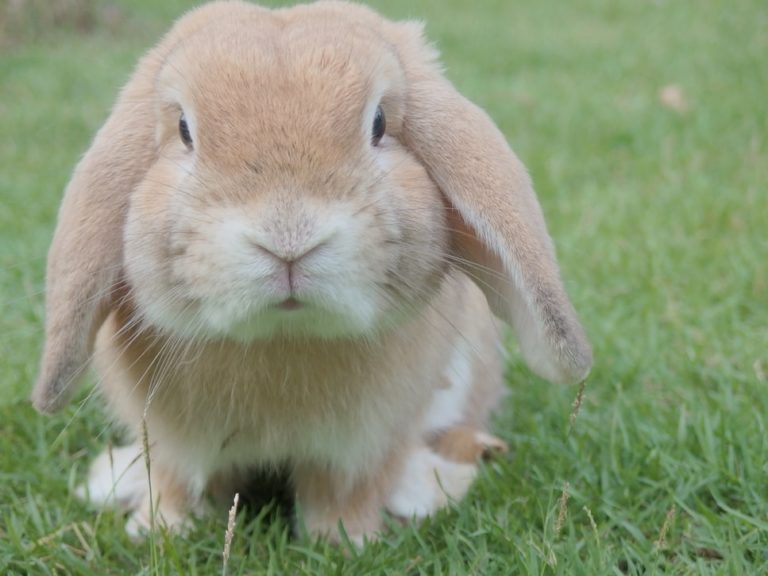 Image Rabbits – A rough guide to owning a Rabbit