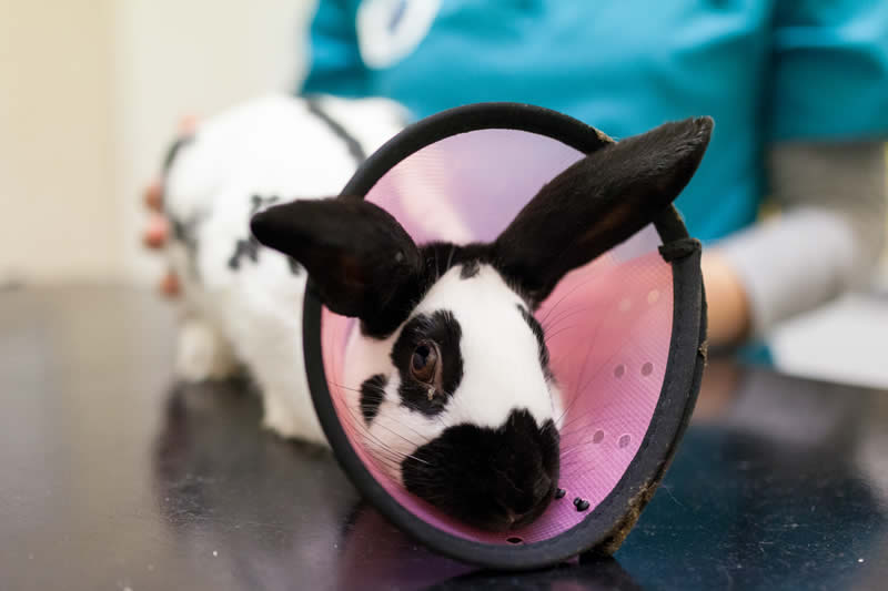 Rabbits Neutering St Kitts Vets