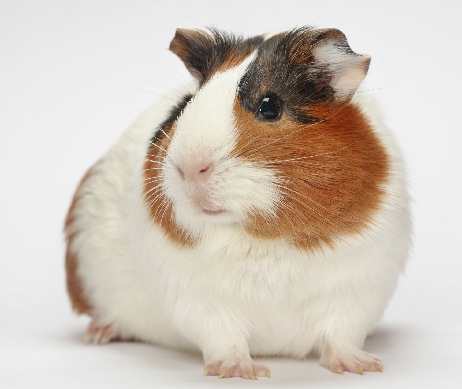 can guinea pigs eat dock leaves