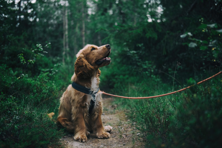 Image Alabama rot