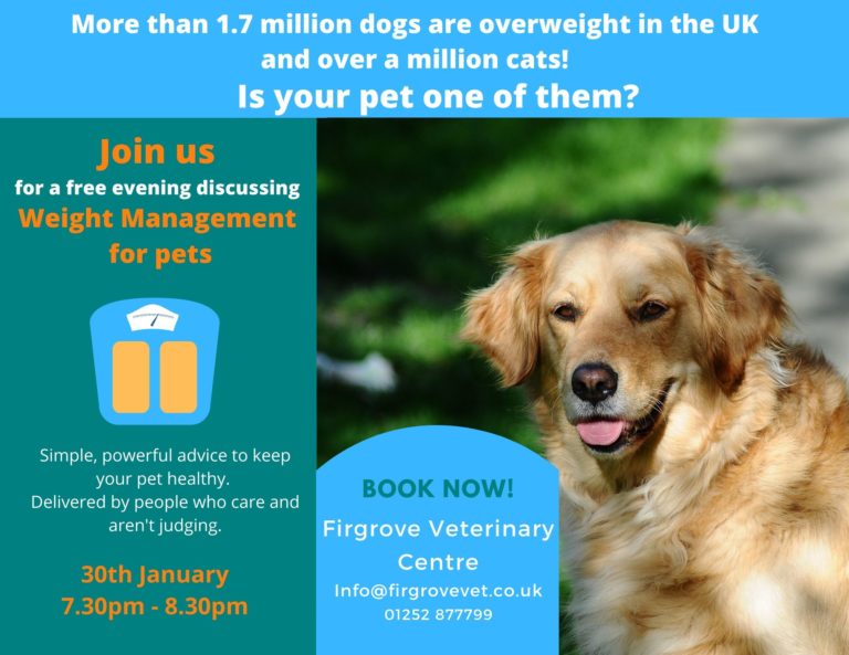 Image Weight management evening for your pet