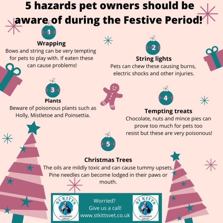 Image 5 Hazards pet owners should be aware of during the Festive Period.