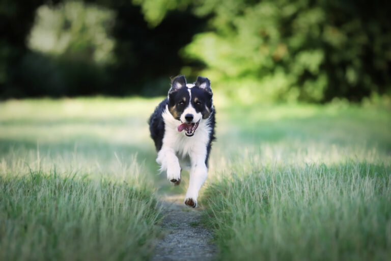 Image Veterinary Acupuncture