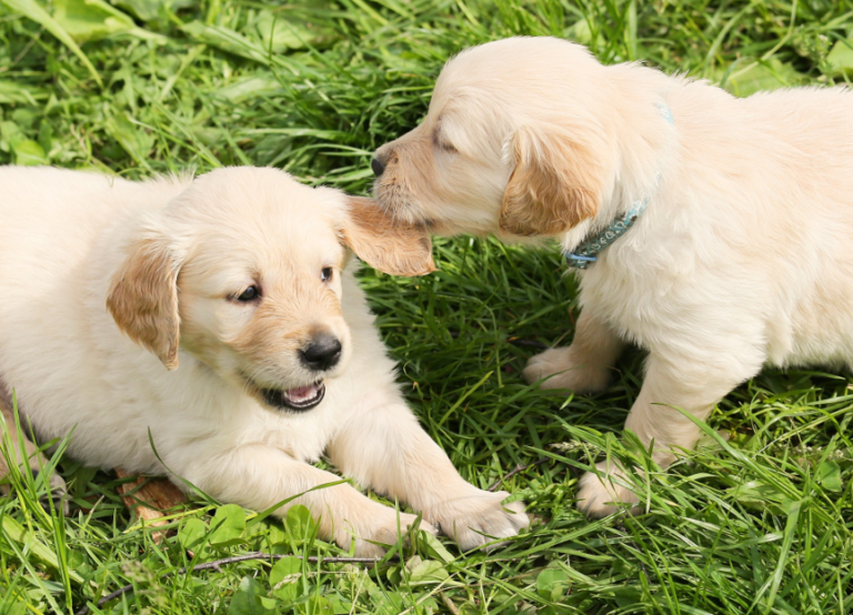 Image The Importance of Puppy Socialisation