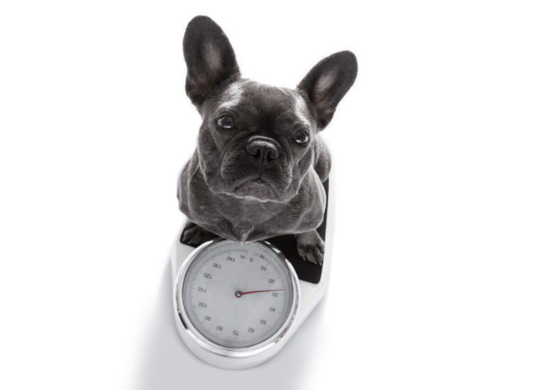 Image Weight Management Advice To Help Keep Pets Healthy & Happy