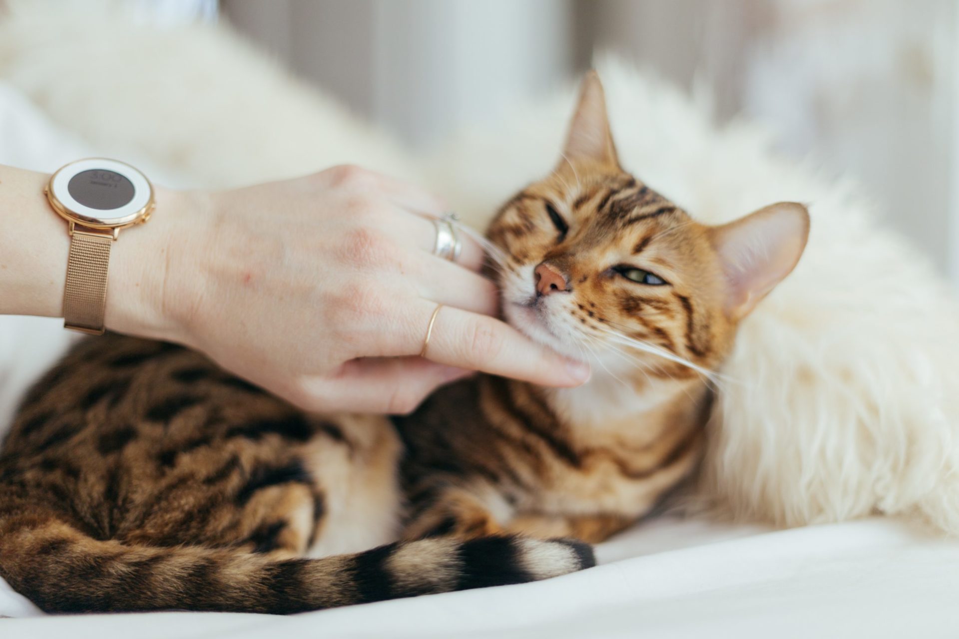 How Can I Make Sure my Pet is Happy During Coronavirus?