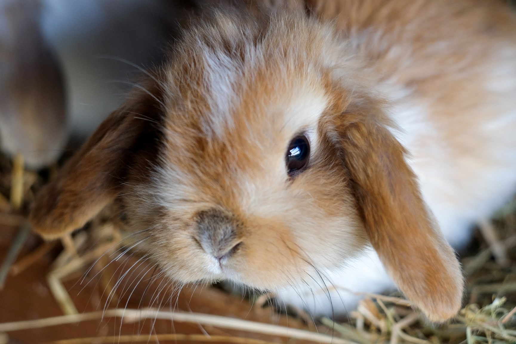 Rabbits – A rough guide to owning a Rabbit