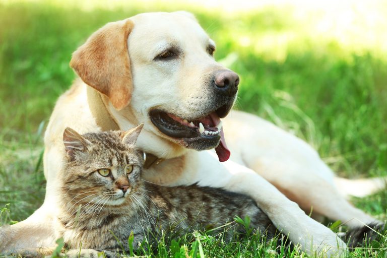 Image Common dangers to pets over summer – and how to avoid them
