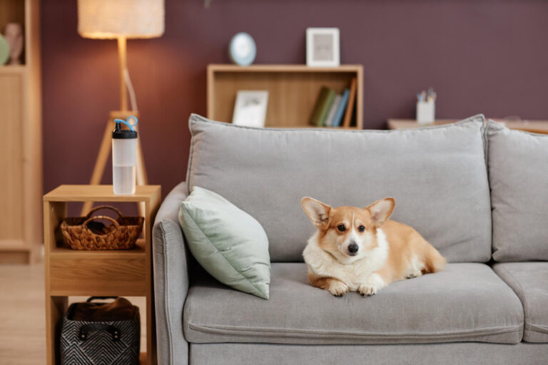 Image Tips for leaving your pet while you go on holiday
