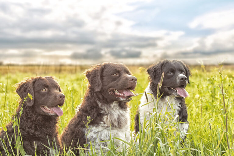 Image Lungworm in dogs: Your questions answered