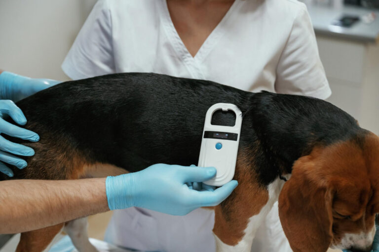 Image National Microchipping Month 2022