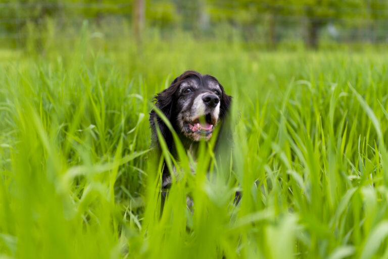 Image What plants are harmful to dogs?
