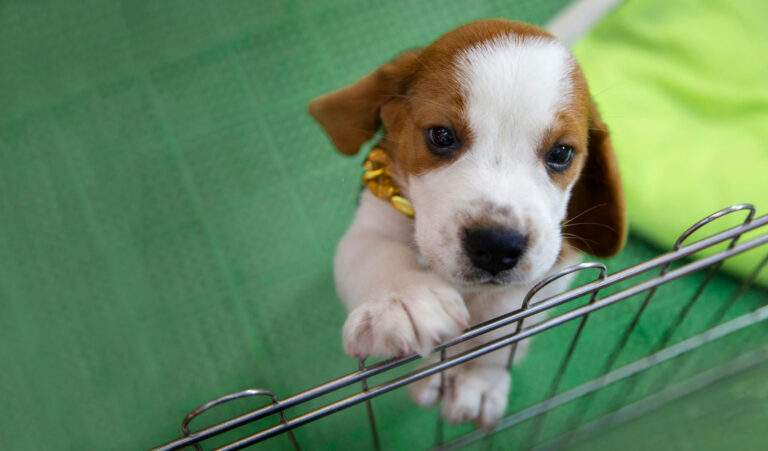 Image Crate training: How to crate train your puppy in 3 steps