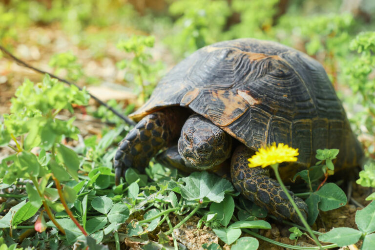 Image How to hibernate a tortoise – an essential guide