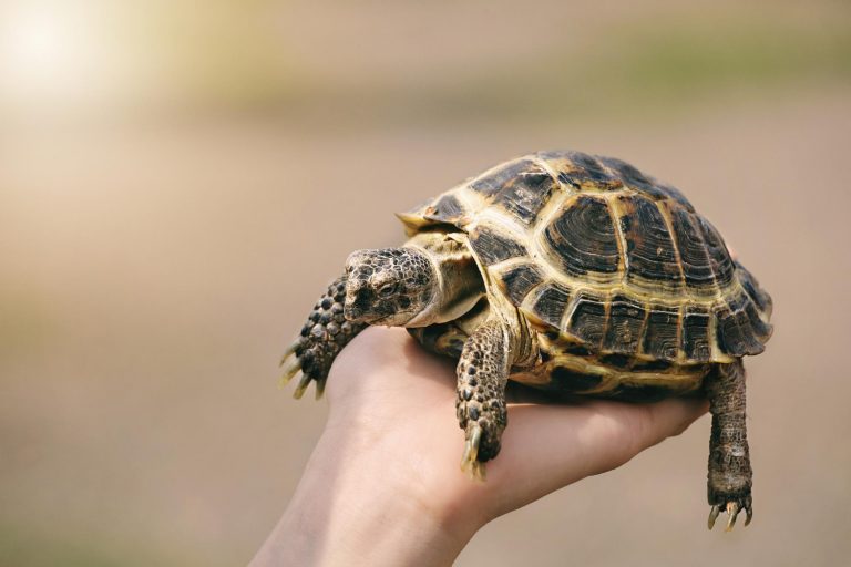 Image How to hibernate a tortoise – an essential guide