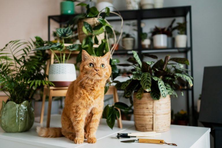 Image What plants are harmful to cats?