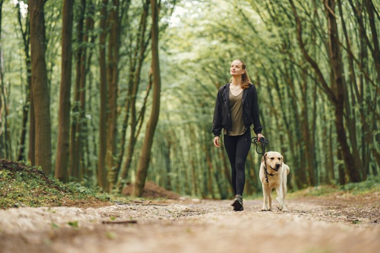 Image Our favourite dog walking spots in Hampshire