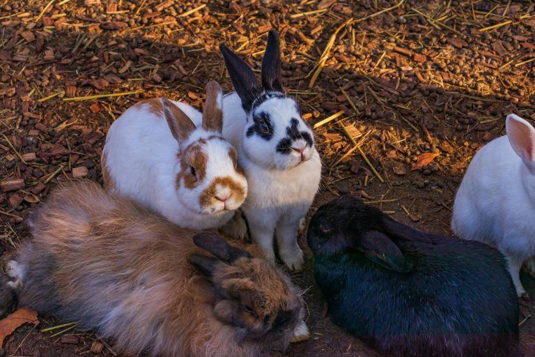 Image 10 facts you might not know about rabbits