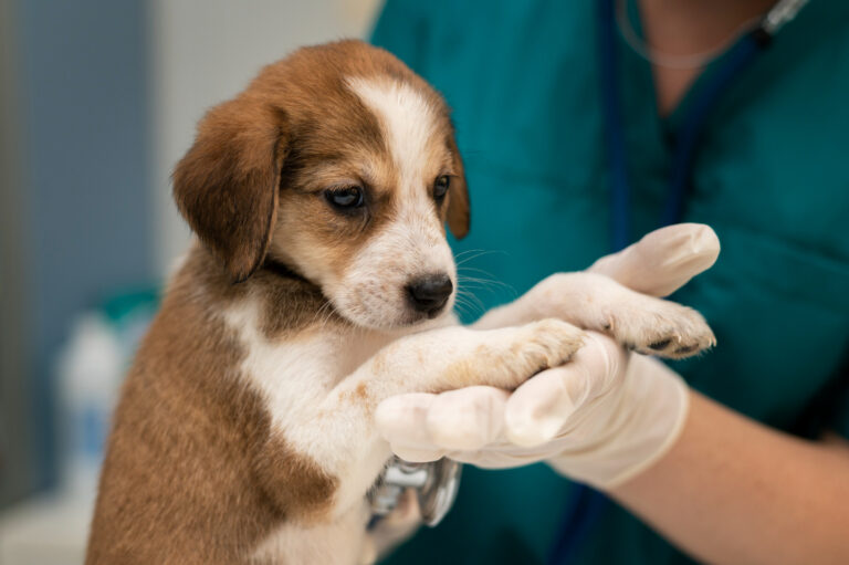 Image Steps to ease your pet’s anxiety for their next visit to the vet