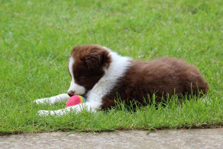 Image Exercising your puppy: How much is too much?