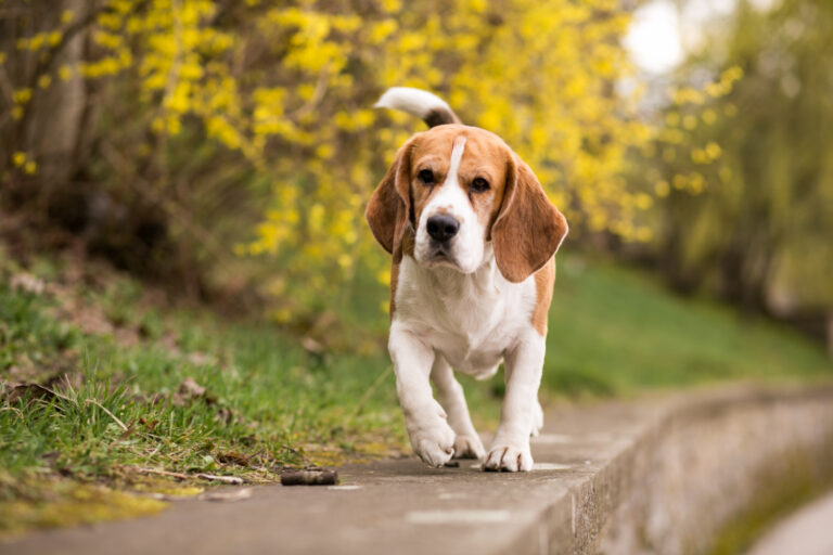 Image 10 facts about dogs you might not know