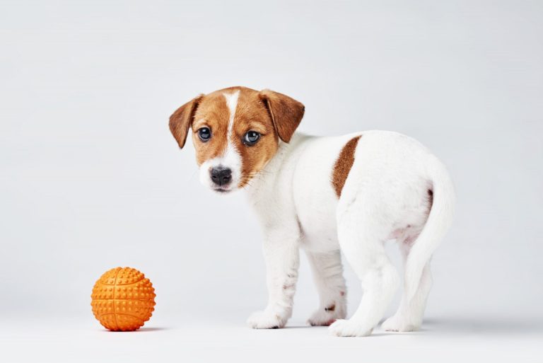 Image Exercising your puppy: How much is too much?