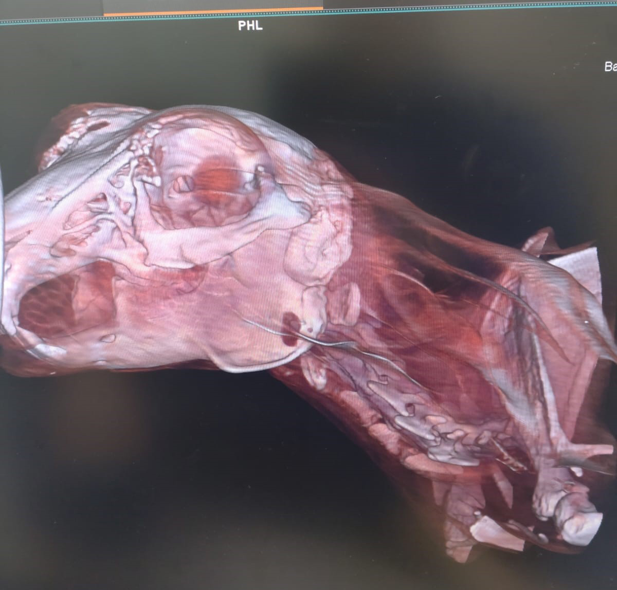 Veterinary CT Scans