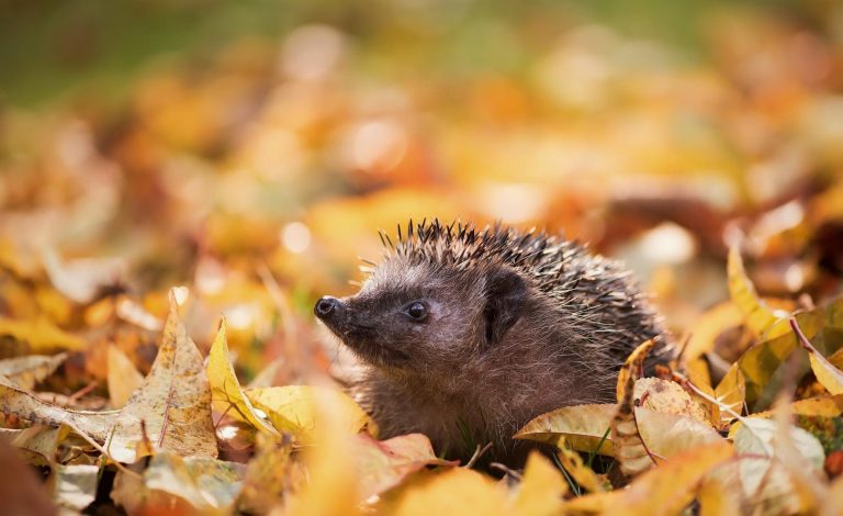 Image New advice from the RSPCA on small, sick & injured wildlife