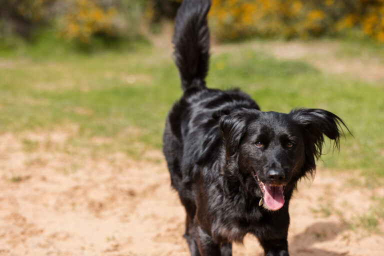 Image Why dogs wag their tails