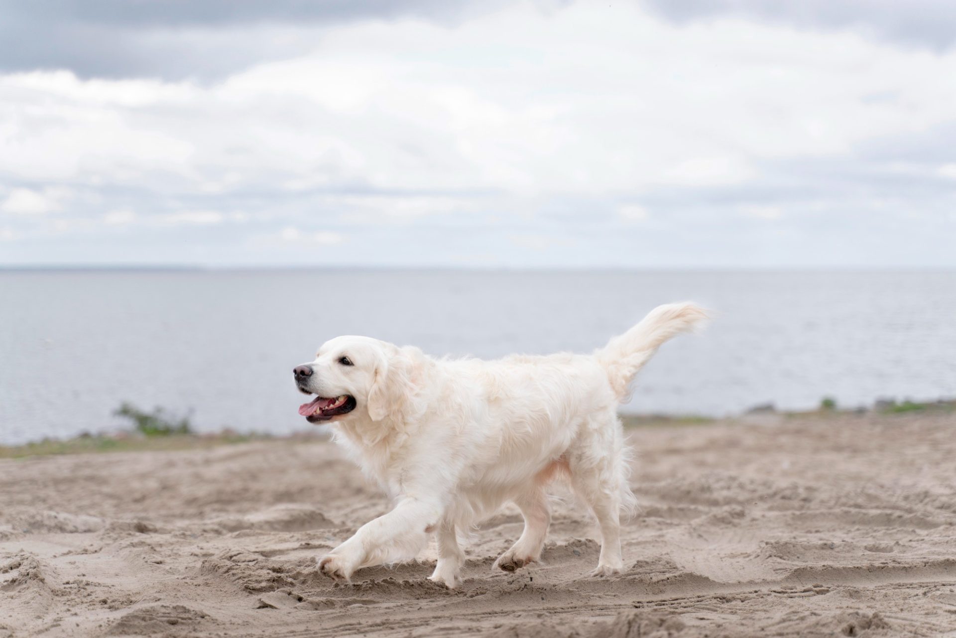 Why dogs wag their tails | St Kitts Vets