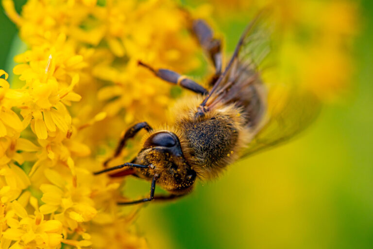 Image What to do if your dog is stung by a bee or wasp