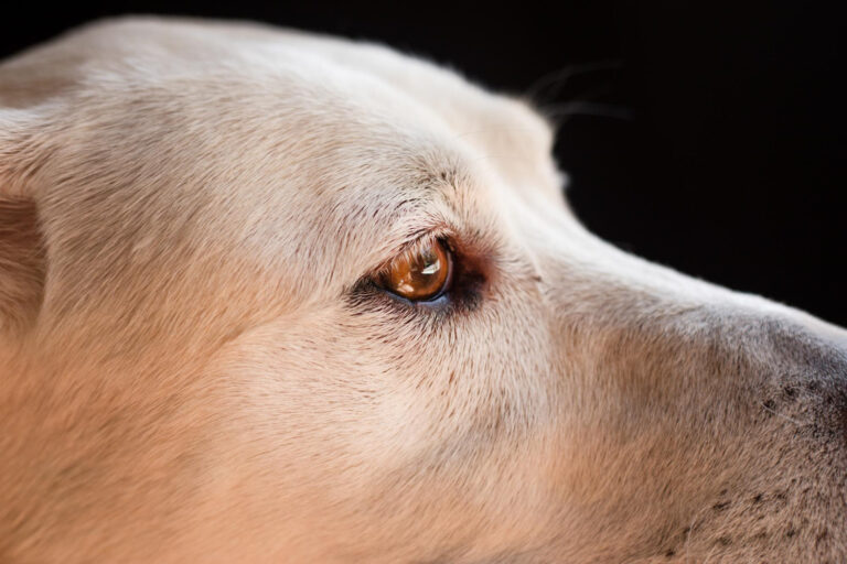 Image Signs of eye problems in dogs