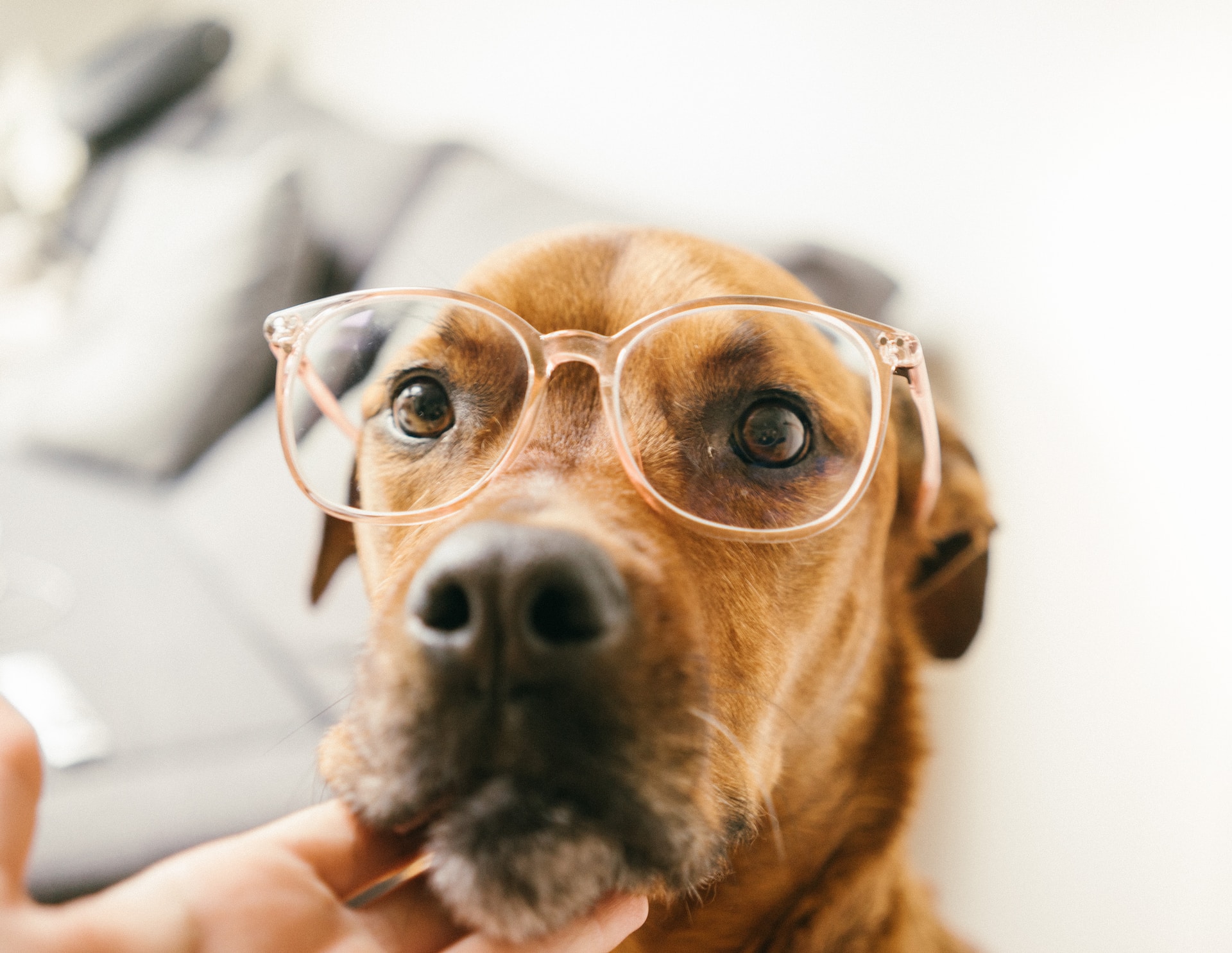 Signs of eye problems in dogs St Kitts Vets