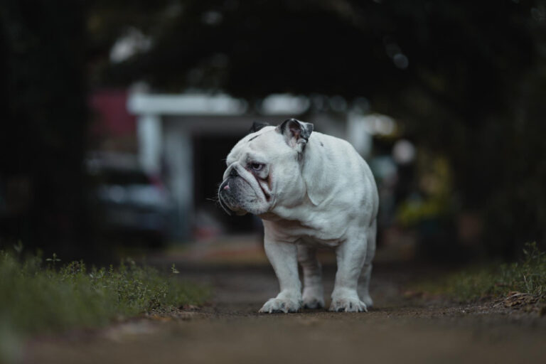Image What do I need to know about flat-faced dogs and cats?