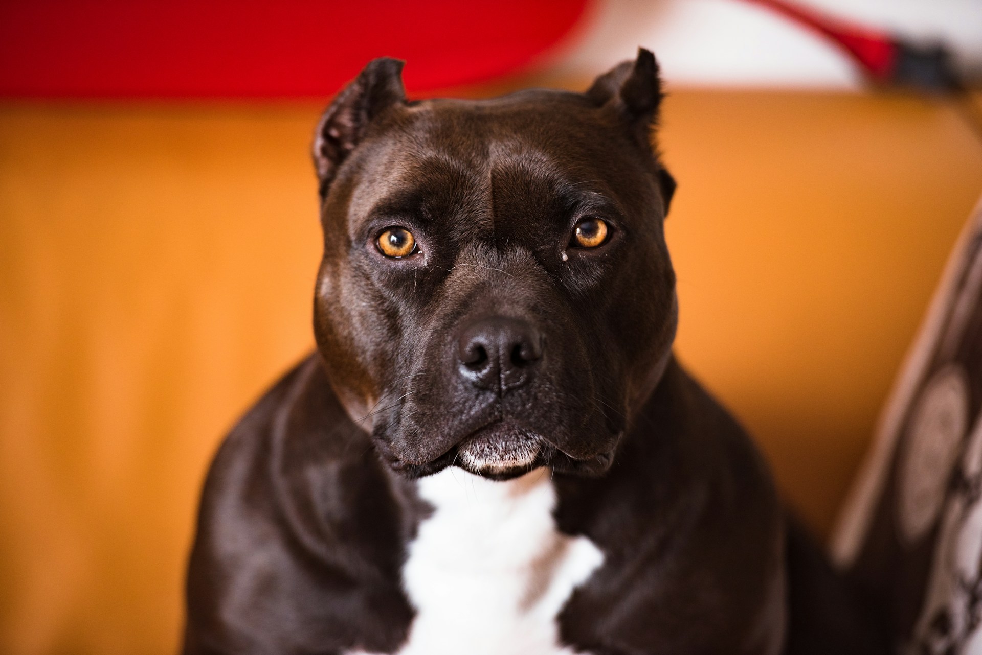 XL bully dog: What date does ban on dangerous breed begin?