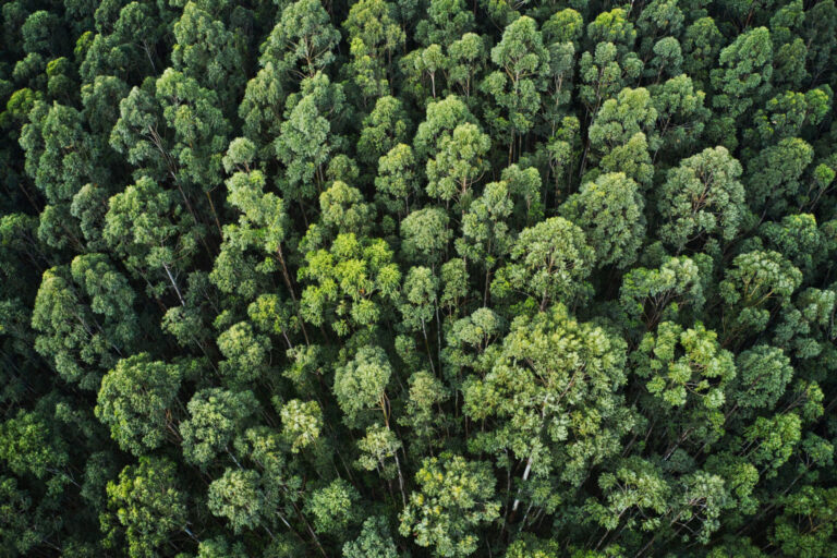 Image St Kitts Vets plant trees for a greener future