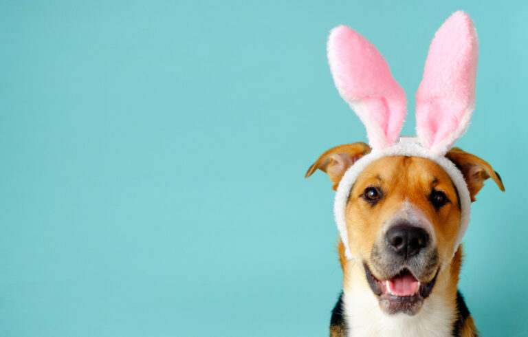 Image Don’t egg-nore these Easter dangers for pets!