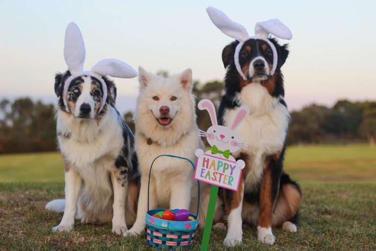 Image Don’t egg-nore these Easter dangers for pets!