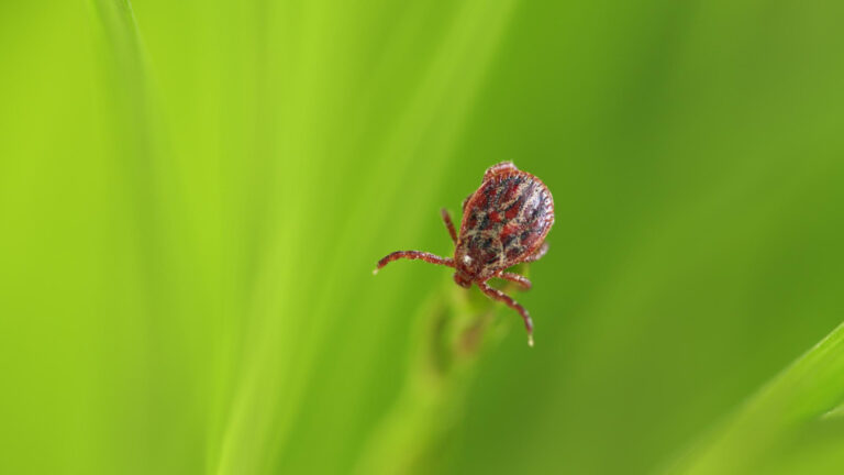 Image How to spot and remove ticks from dogs and cats