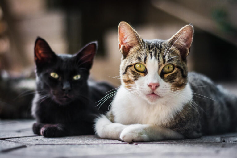 Image A guide to common cat breeds for potential owners