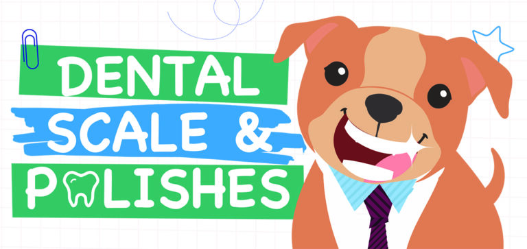 Image Give your pet a sparkling smile with our Dental Scale & Polish offer!