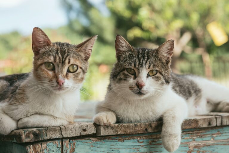 Image A guide to common cat breeds for potential owners