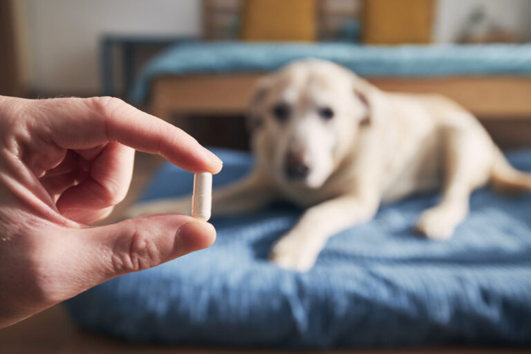 Image How St Kitts Vets are tackling antibiotic resistance