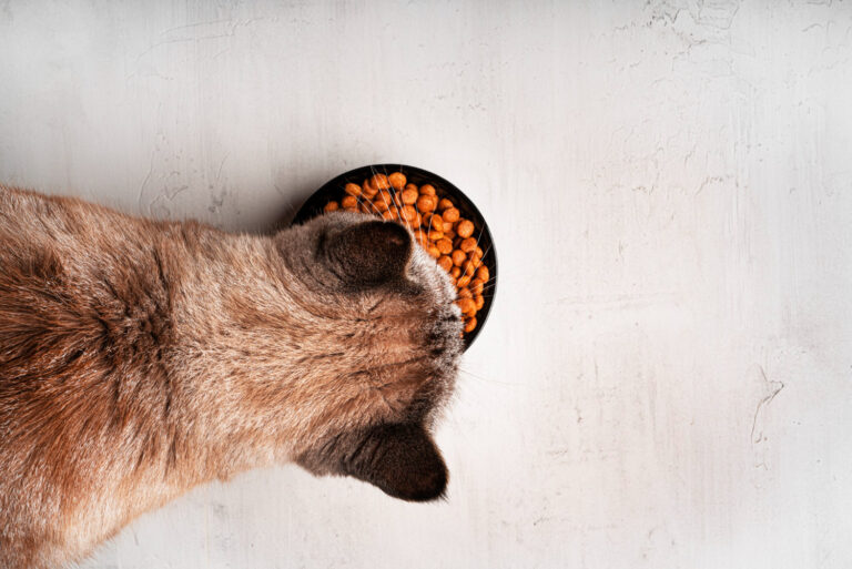 Image Understanding pet nutrition: What’s really in your pet’s food?