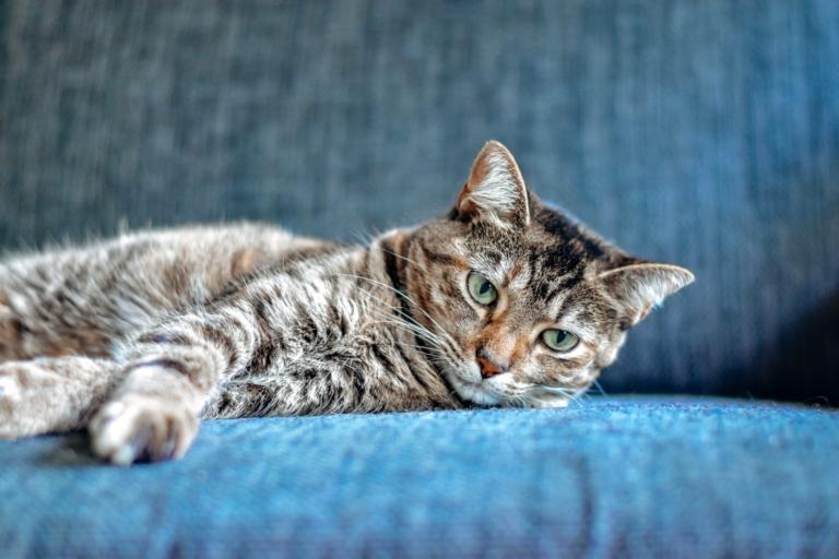 Image 8 common signs of illness in pets & when to visit the vet
