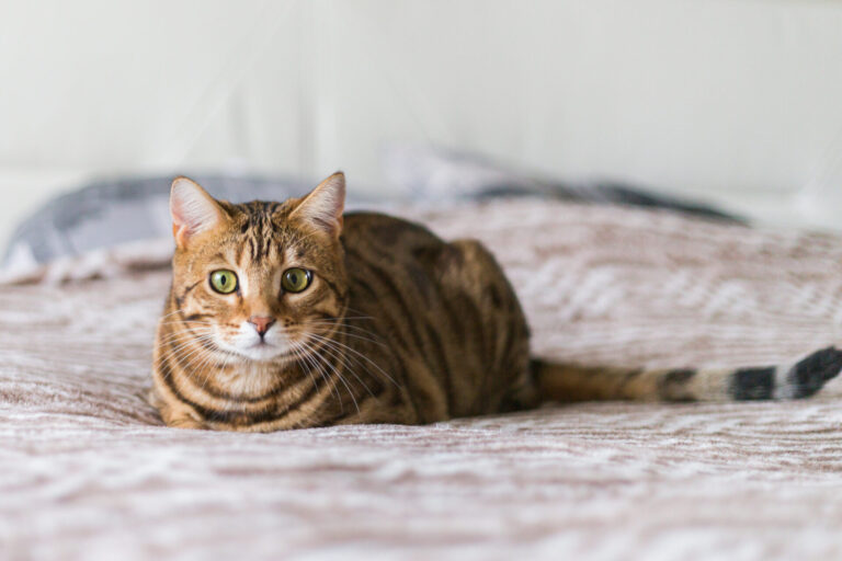 Image 8 common signs of illness in pets & when to visit the vet