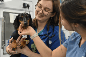 Veterinary Nursing Awareness Month