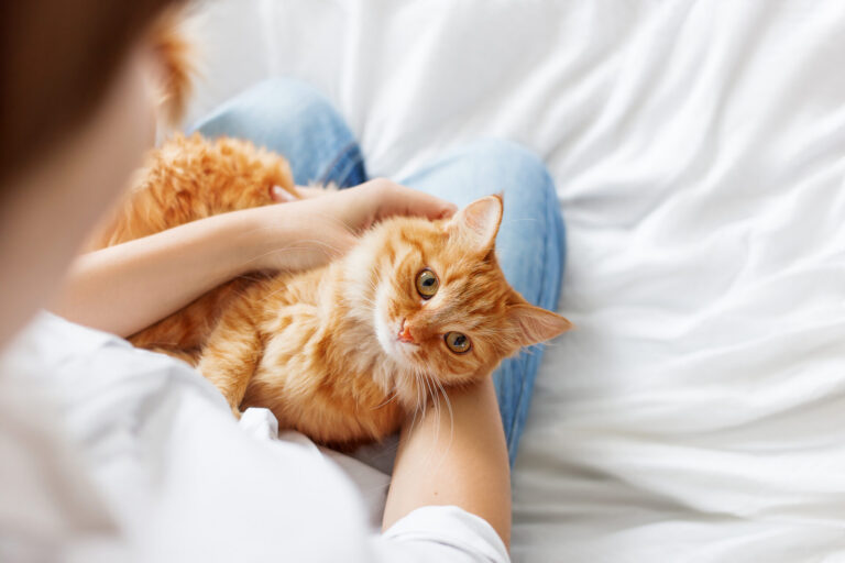 Image Everything you need to know about microchipping your pet