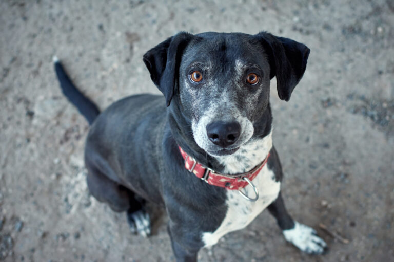 Image A guide to common senior pet health issues and how to spot them