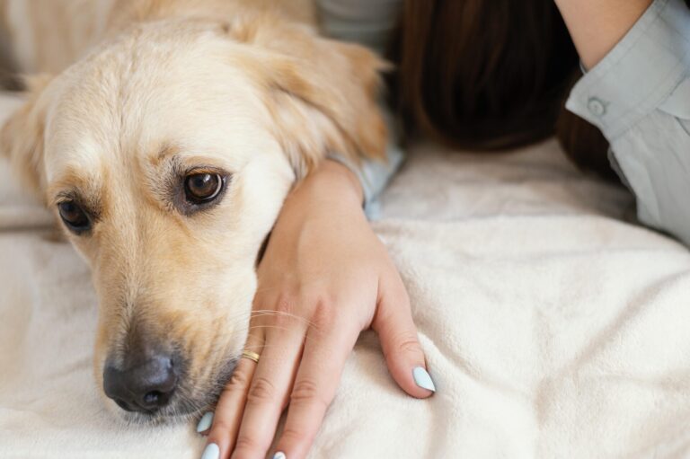 Image Understanding pet allergies: Symptoms, causes and treatments